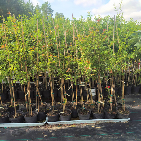 Pigwowiec okazały Nivalis Szczepiony na pniu PA60 (C2)