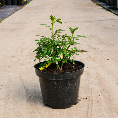 Róża okrywowa różowa