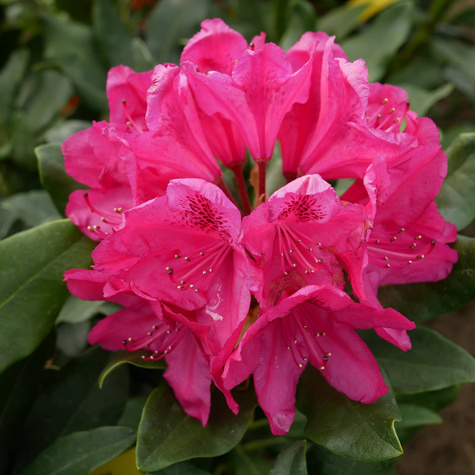 Rododendron Różanecznik Nowa Zembla czerwony (C2)