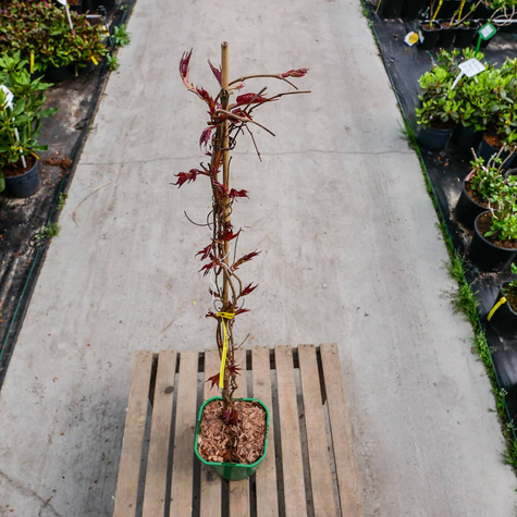 Winobluszcz trójklapowy Veitchii