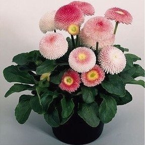 Zestaw Stokrotek 6 białej + 6 różowej Stokrotka Stokrotki