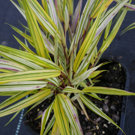 Hakonechloa smukła Naomi (C2)