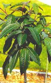 Wierzba mupińska szczepiona na pniu