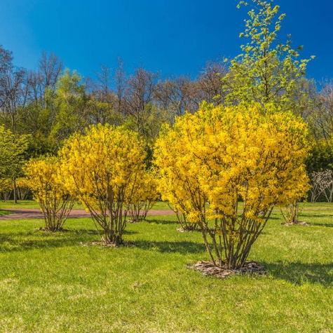 Forsycja pośrednia Week-End (P9)