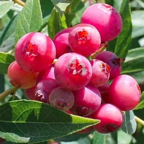 Borówka amerykańska Pink Lemonade (C2)