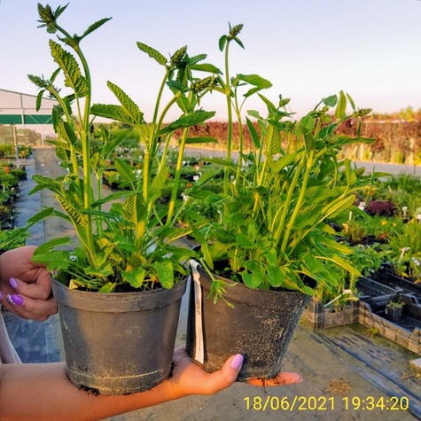 Czyściec wielkokwiatowy Superba (C2)