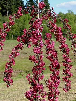 Jabłoń ozdobna purpurowa Pendula