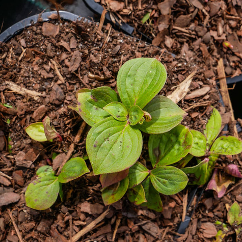 Dereń kanadyjski (C2)