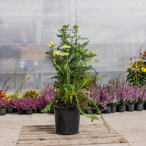 Krwawnik pospolity Desert Eve Yellow (C2)