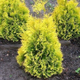 Thuja Tuja Żywotnik zachodni Sunkist (C2)