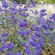 Barbula klandońska Heavenly Blue (C2)