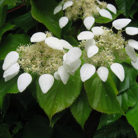 Przywarka japońska (C2)