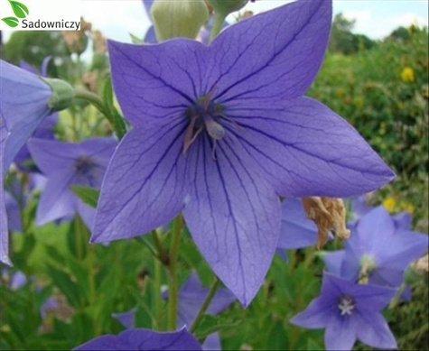 Rozwar wielkokwiatowy niebieski SADZONKA