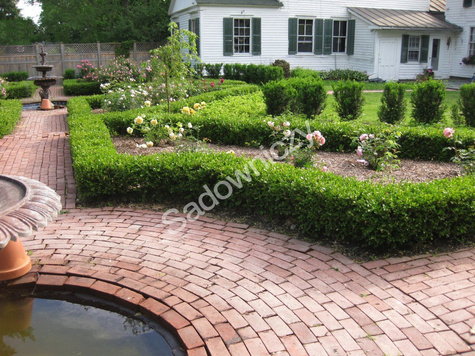 Bukszpan wieczniezielony DUŻA KULA