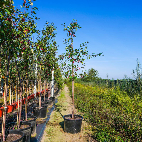 Jabłoń ozdobna rajska Ola obw. 6-8cm