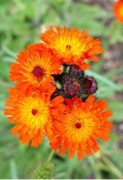 Jastrzębiec pomarańczowy (P9)