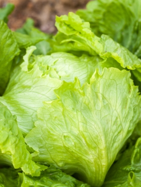 Sałata krucha Królowa Lata wczesna 1g