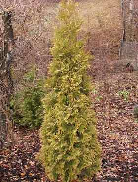 Thuja Tuja Żywotnik zachodni 'Aurea Kordusi'