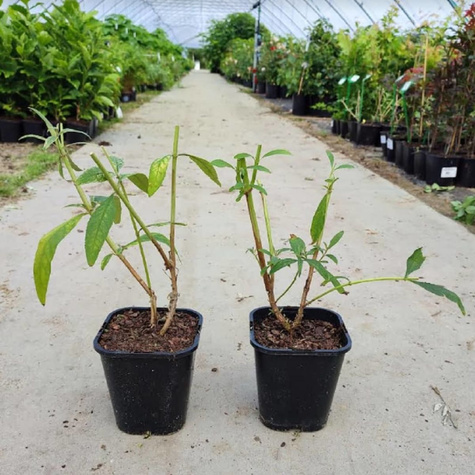 Budleja Dawida Lochinch (C2)