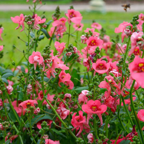 Diascia Ruby Field