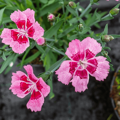 Goździk ogrodowy Tiny Pleasure Rose Eye wieloletni długokwitnący Nowość