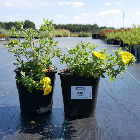 Pięciornik krzewiasty 'Sommerflor' (C2)