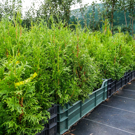 Thuja Tuja Żywotnik zachodni Brabant P9