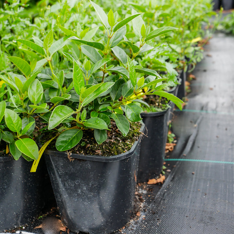 Kalina wawrzynowata (P9)