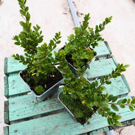 Ostrokrzew bukszpanowy karbowanolistny Dark Green (P9)