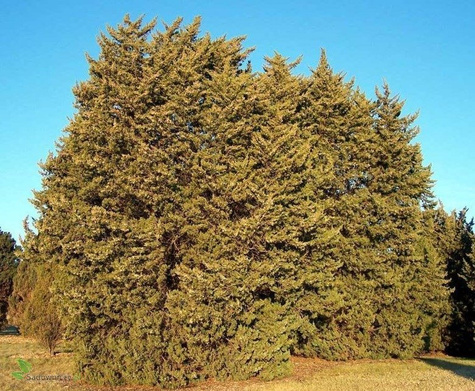 Jałowiec chiński Obelisk