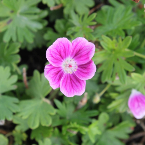 Bodziszek czerwony Elke (C2)