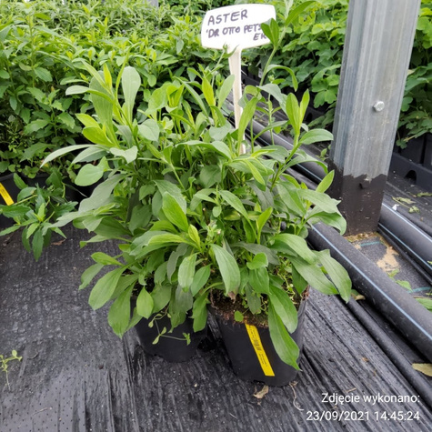 Aster gawędka Dr Otto Petschek (P9)