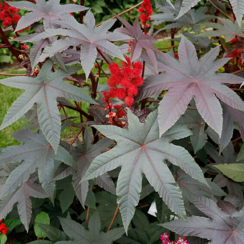 Rącznik czerwonolistny 2g