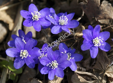 Przylaszczka pospolita (C2)