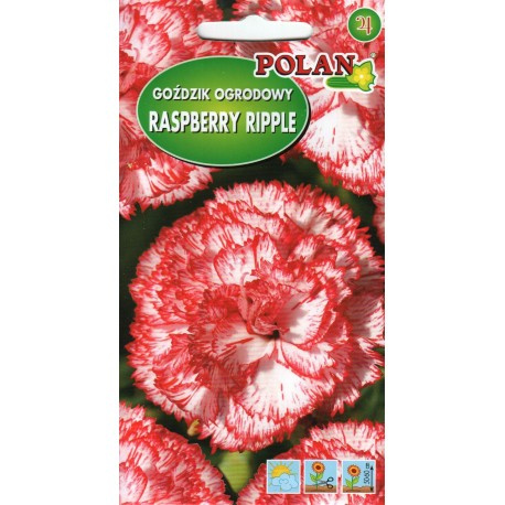 Goździk ogrodowy Raspberry Ripple 0,2g