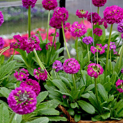 Pierwiosnek ząbkowany (C2)