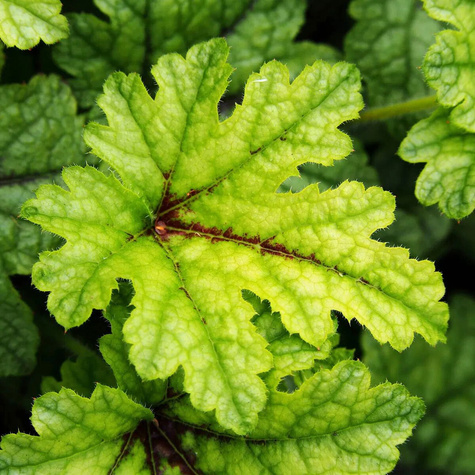 Żuraweczka ogrodowa Pink Revolution (C2)