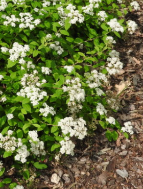 Tawuła położona (C2)