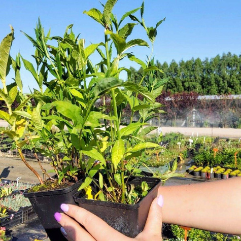 Żółwik ukośny Alba (P9)