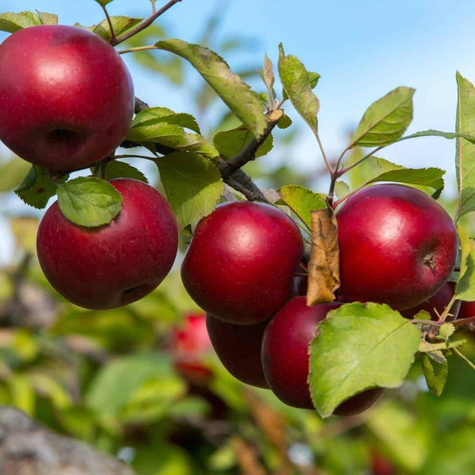 Jabłoń Empire Plant Pack