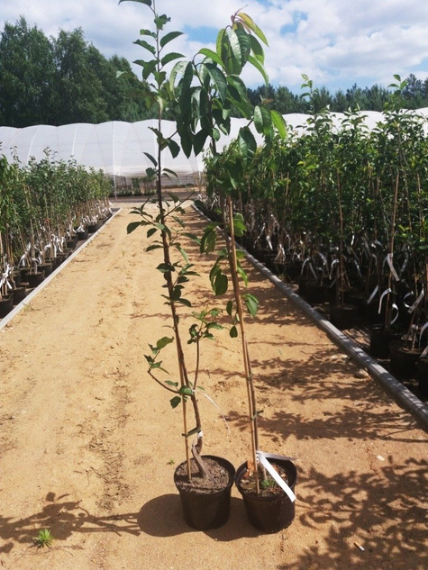 Jabłoń typu Adams Apple w doniczce