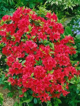 Azalia japońska Geisha Red (C2)