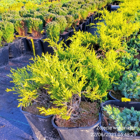 Jałowiec pośredni Gold Coast (C2)