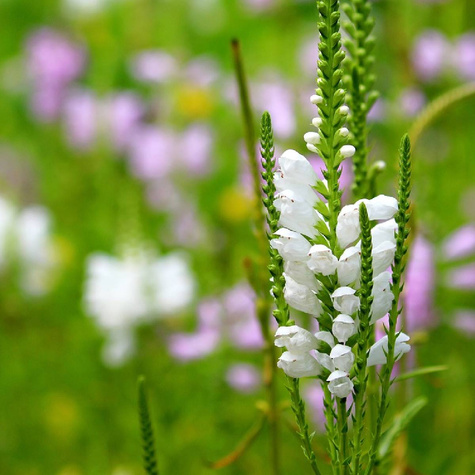 Odętka wirginijska (C2)