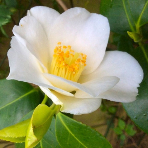 Kamelia japońska Alba Simplex (C2)