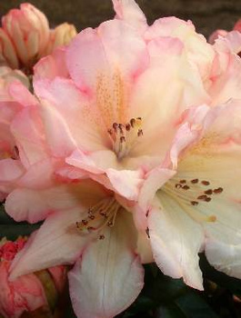 Rododendron Grumpy (C2)