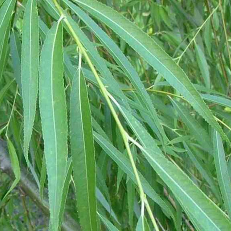 Sztobry Wierzba babilońska Crispa 10szt.