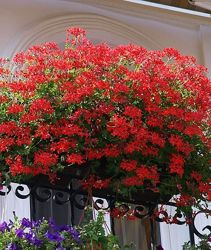 Pelargonia Bluszczolistna czerwona zwisająca Odstrasza komary