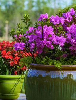 Azalia japońska Awangardowa fioletowa (C2)