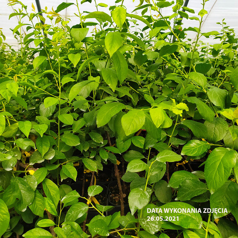 Mini Śliwa Zwykła w doniczce